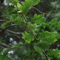 galls_on_underside_of_oak_leaves.jpg