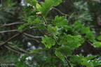 galls_on_underside_of_oak_leaves