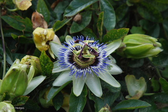 clovelly passion flower
