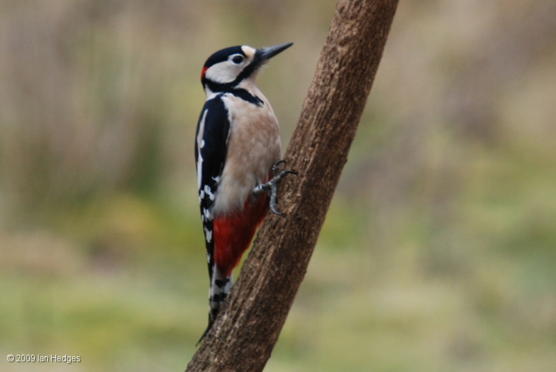 greater_spotted_woodpecker.jpg