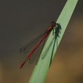 large_red_damselfly_male
