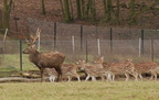 deer_herd