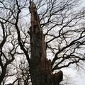 tree_trunk