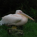 eastern_white_pelican.jpg