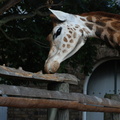 giraffe_eating_fence.jpg