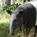 malayan_tapir.jpg
