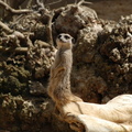 suricate_meerkat