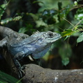 iguana.jpg