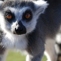 lemur1
