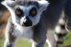 lemur1