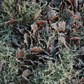frost_on_oak_leaves.jpg
