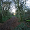 path_through_woods.jpg