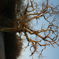 sunlit_tree1