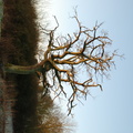 sunlit_tree2.jpg