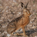 Brown_hare