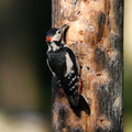greater_spotted_woodpecker_male1.jpg