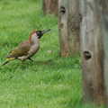green_woodpecker_female.jpg