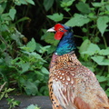 male_pheasant.jpg