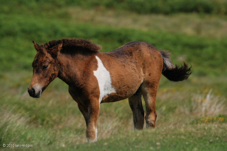 dartmoor_pony_foal.jpg