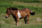 dartmoor_pony_foal