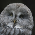great_grey_owl