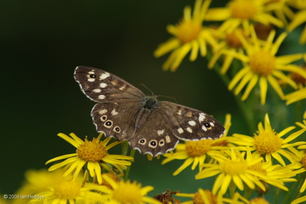speckled_wood