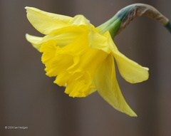 spring_daffodil
