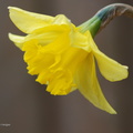 spring_daffodil