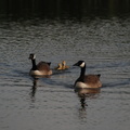 canada_geese