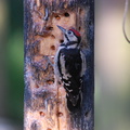 greater_spotted_woodpecker_juvenile_001