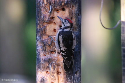 greater_spotted_woodpecker_juvenile_001