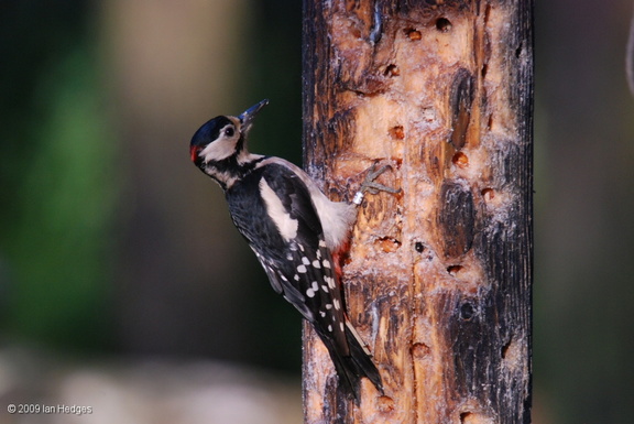 greater_spotted_woodpecker_male