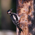 greater_spotted_woodpecker_male.jpg