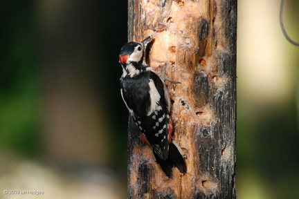 greater_spotted_woodpecker_male1