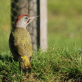 green_woodpecker_juvenile_male