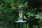greenfinches