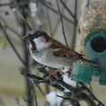 house_sparrow_male