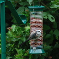 long_tailed_tit