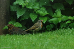 robin_and_blackbird