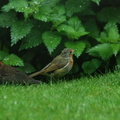 robin_and_blackbird