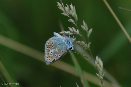common_blue_side