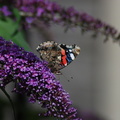 red_admiral_side