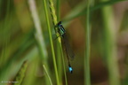 dragonflies and damselflies 